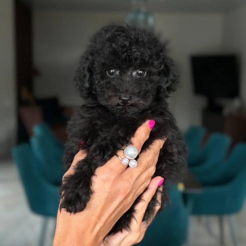 whatsapp image 2025 11 08 at 10.32.54 am