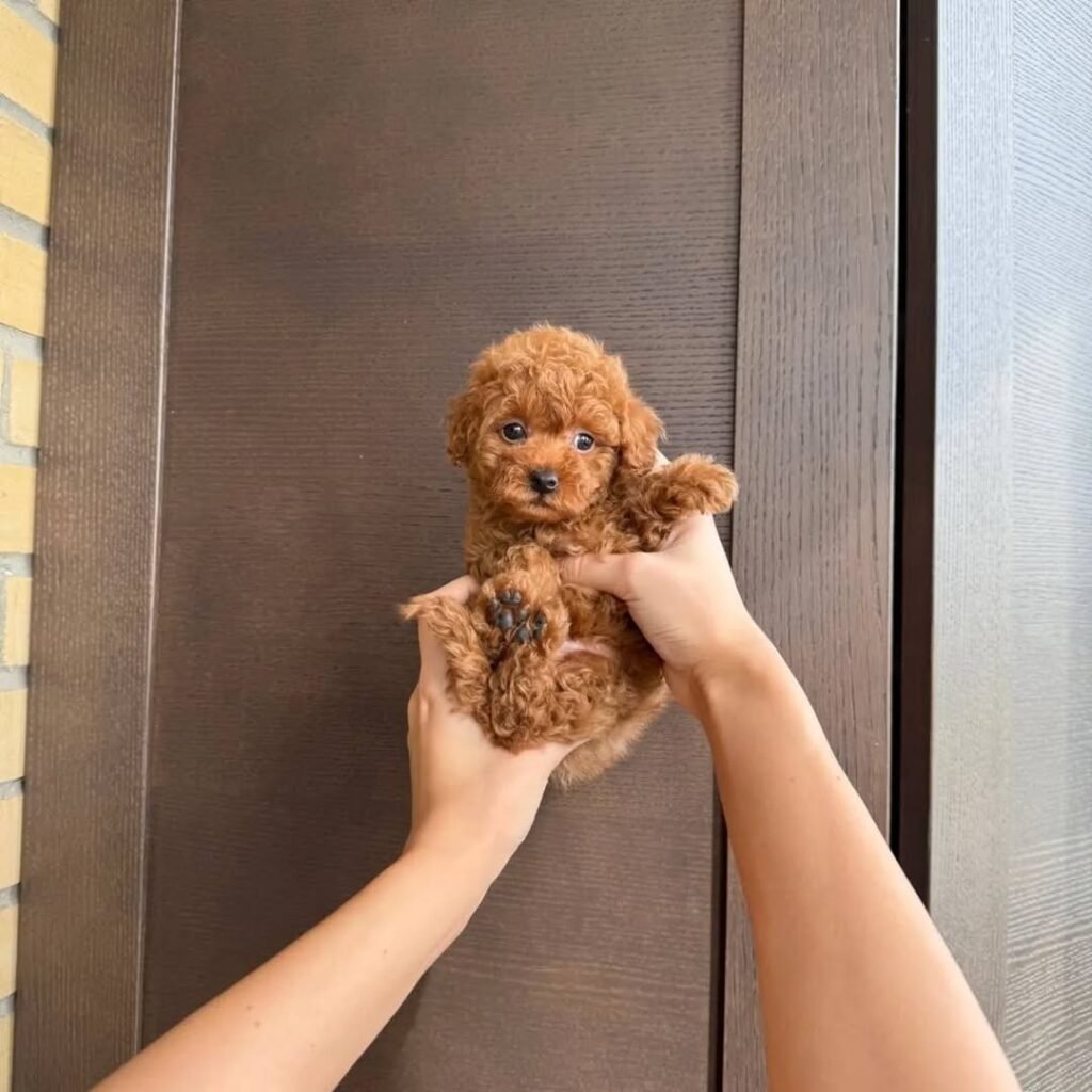 whatsapp image 2025 11 08 at 10.32.54 am(1)