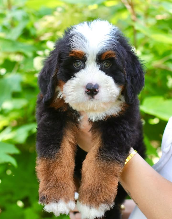 whatsapp image 2025 11 08 at 10.32.55 am