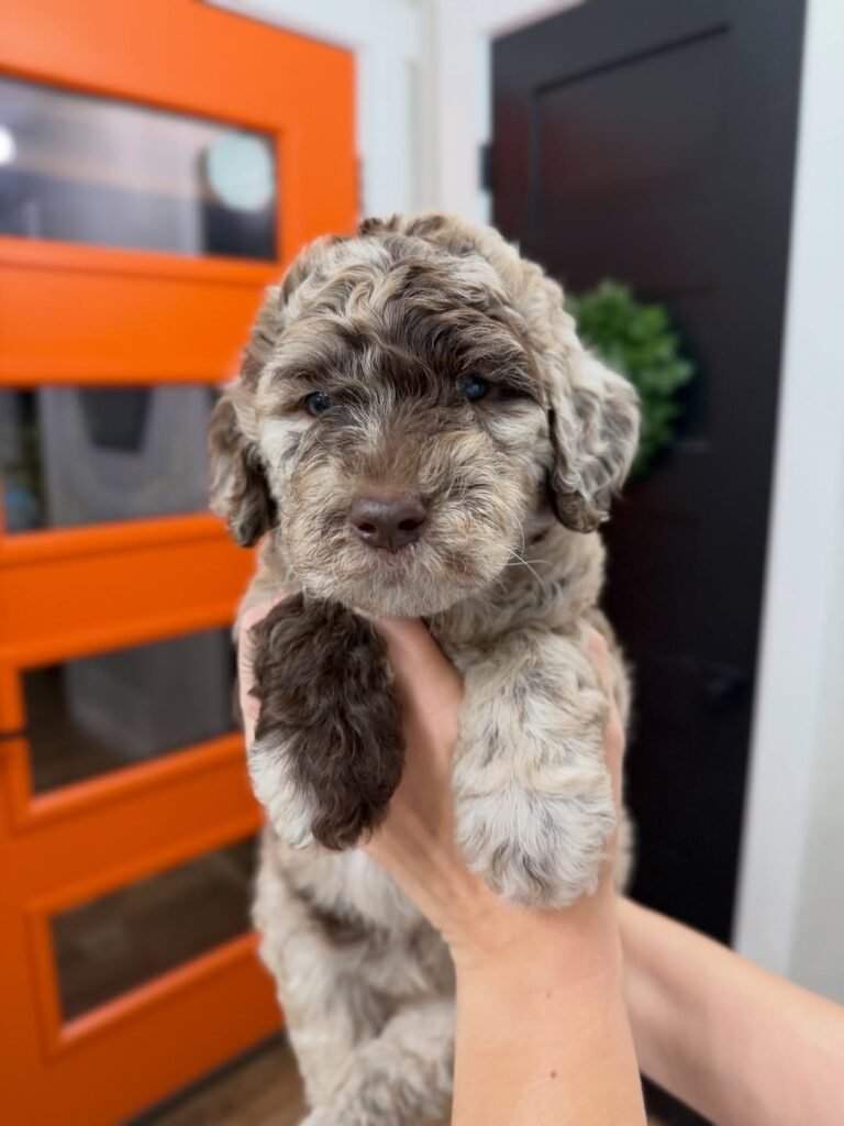 whatsapp image 2025 11 08 at 10.32.57 am