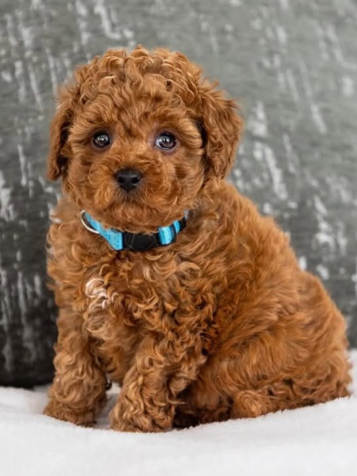 whatsapp image 2025 11 08 at 10.32.58 am