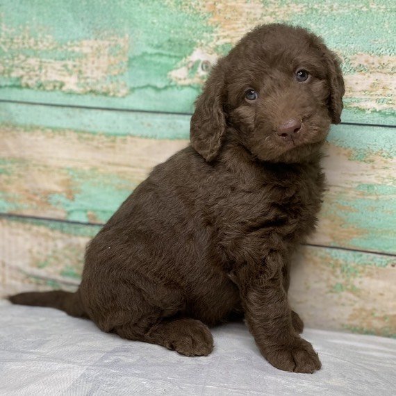 whatsapp image 2025 11 08 at 10.32.59 am