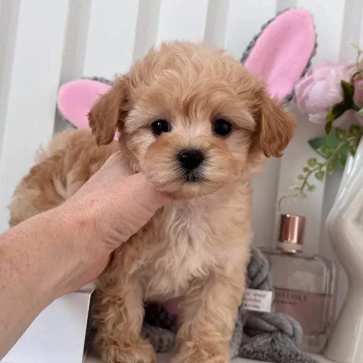 whatsapp image 2025 11 08 at 10.33.03 am