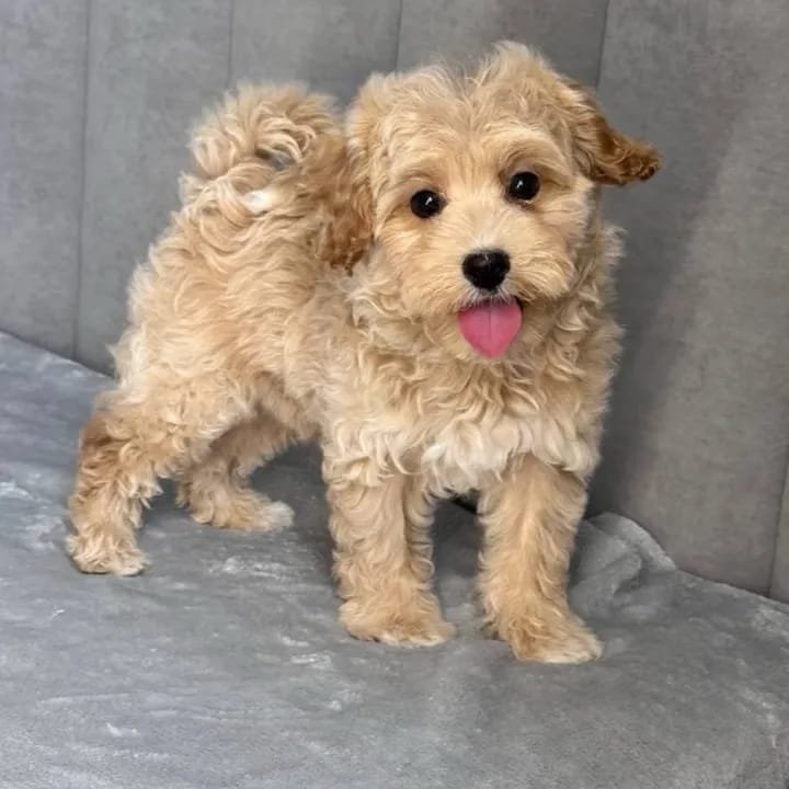 whatsapp image 2025 11 08 at 10.33.03 am(1)