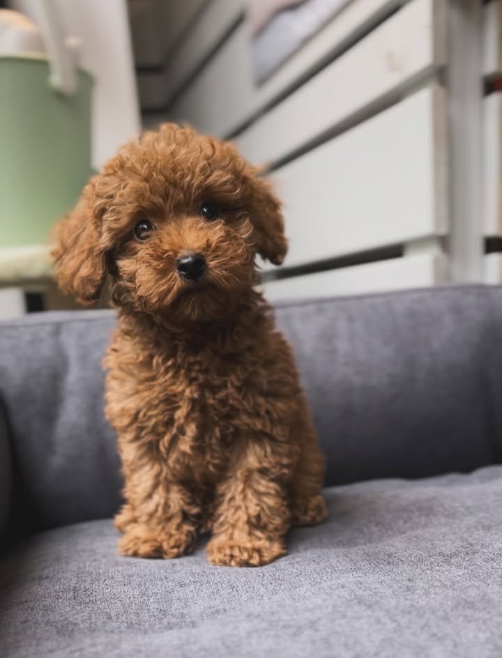 whatsapp image 2025 11 08 at 10.33.05 am